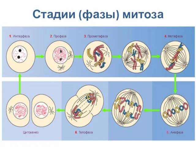 Стадии (фазы) митоза