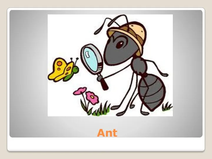 Ant