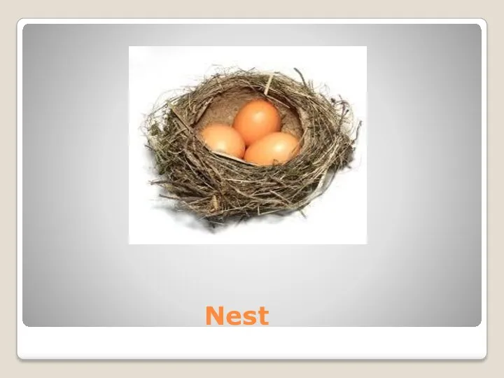 Nest