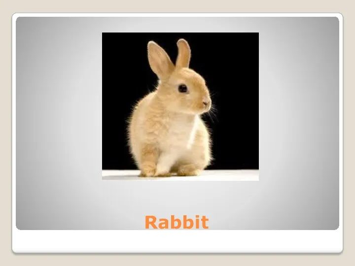 Rabbit