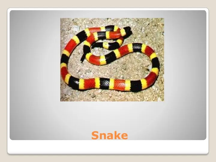 Snake