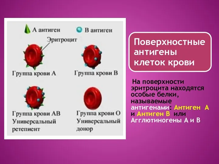 На поверхности эритроцита находятся особые белки, называемые антигенами: Антиген А