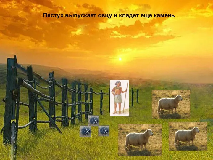 Пастух выпускает овцу и кладет еще камень