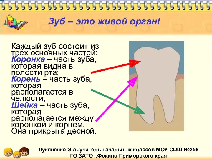 Зуб – это живой орган! Каждый зуб состоит из трёх основных частей: Коронка