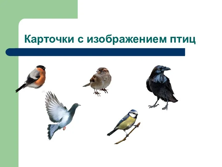 Карточки с изображением птиц