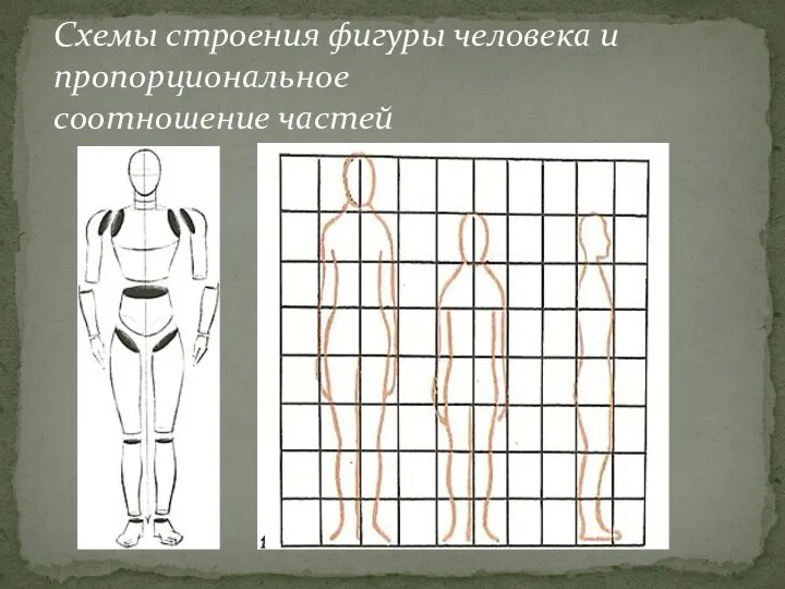 Схемы строения фигуры человека и пропорциональное соотношение частей