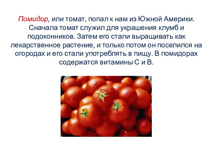 Помидор, или томат, попал к нам из Южной Америки. Сначала