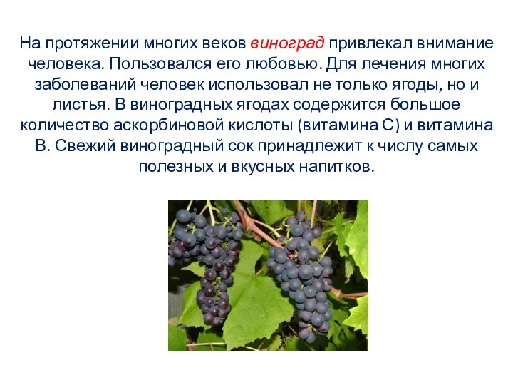 На протяжении многих веков виноград привлекал внимание человека. Пользовался его