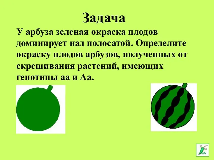 У арбуза зеленая окраска плодов доминирует над полосатой. Определите окраску