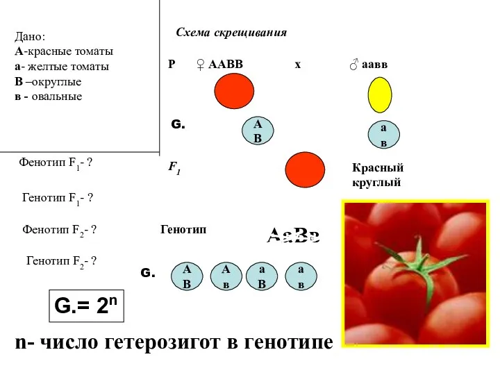 Дано: А-красные томаты а- желтые томаты В –округлые в - овальные Фенотип F1-