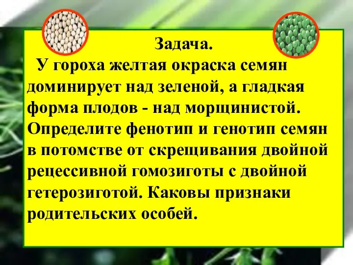 Задача. У гороха желтая окраска семян доминирует над зеленой, а гладкая форма плодов