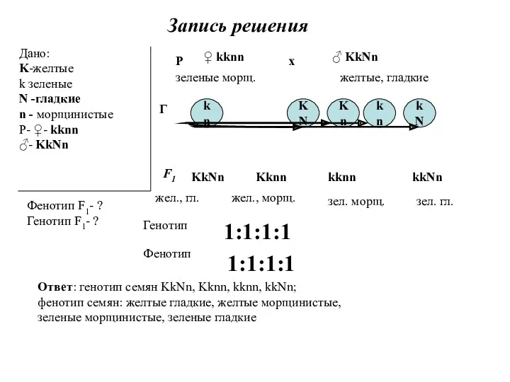 Запись решения Дано: K-желтые k зеленые N -гладкие n - морщинистые Р- ♀-