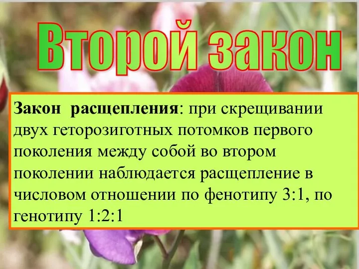 Второй закон Закон расщепления: в потомстве, полученном от скрещивания гибридов первого поколения наблюдается