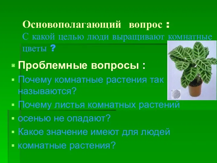 Основополагающий вопрос : С какой целью люди выращивают комнатные цветы