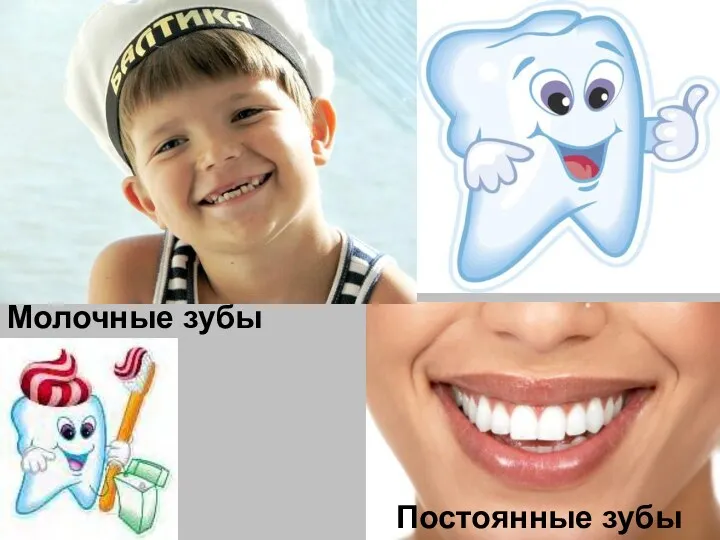 Молочные зубы Постоянные зубы