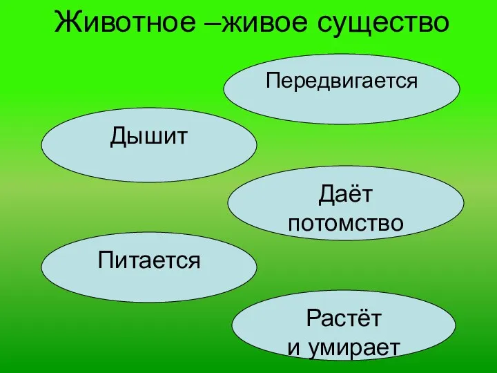 Животное –живое существо Дышит Питается Передвигается Растёт и умирает Даёт потомство