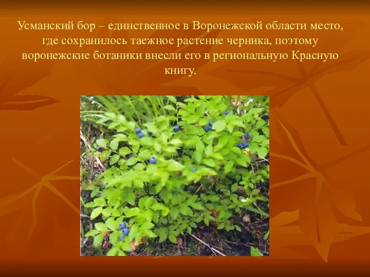 Усманский бор – единственное в Воронежской области место, где сохранилось