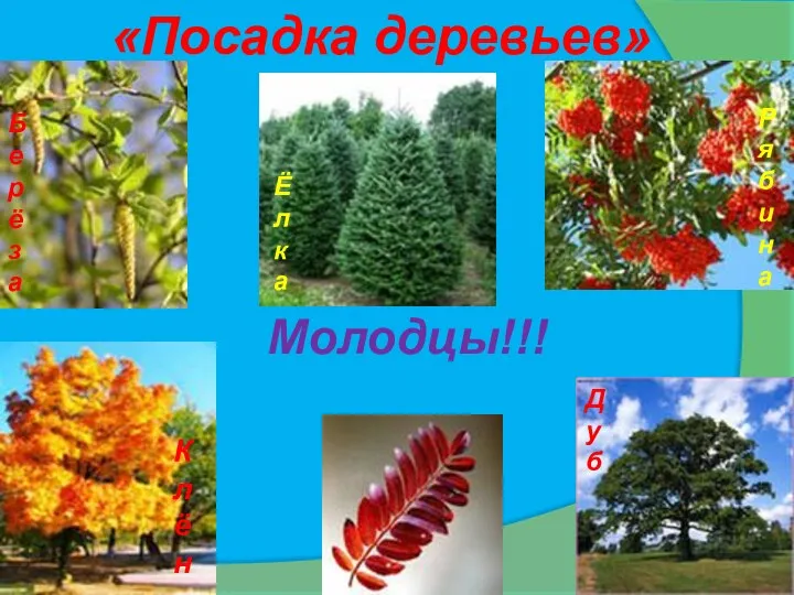 «Посадка деревьев» Берёза Дуб Клён Рябина Ёлка Молодцы!!!