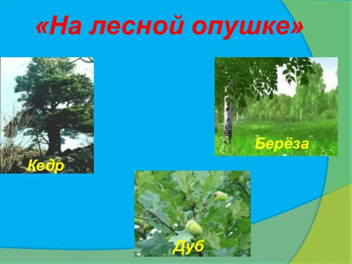 «На лесной опушке» Это долговечное и самое крепкое дерево в наших лесах. Его