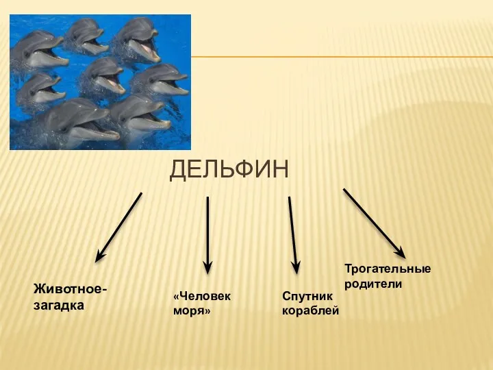 Дельфин Животное- загадка «Человек моря» Спутник кораблей Трогательные родители