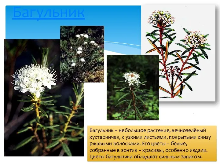 Багульник Багульник – небольшое растение, вечнозелёный кустарничек, с узкими листьями, покрытыми снизу ржавыми