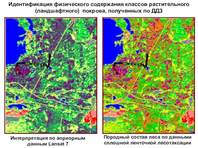 Идентификация физического содержания классов растительного (ландшафтного) покрова, полученных по ДДЗ Породный состав леса