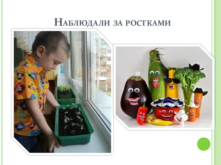 Наблюдали за ростками