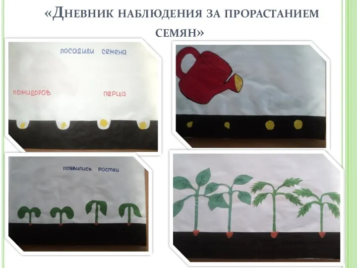 «Дневник наблюдения за прорастанием семян»