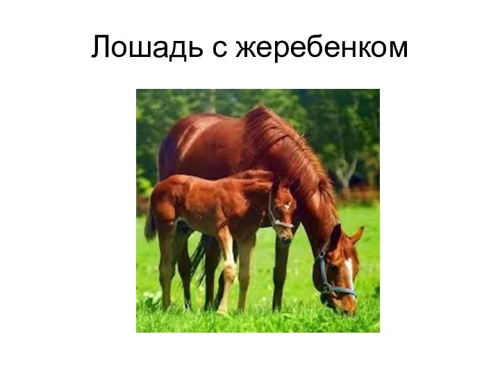 Лошадь с жеребенком