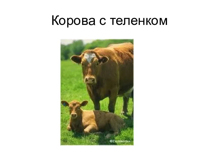 Корова с теленком