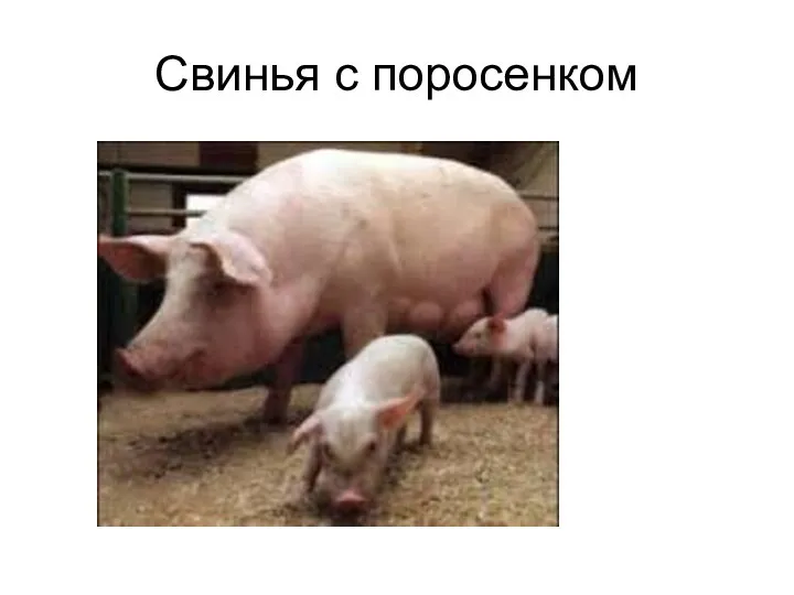Свинья с поросенком