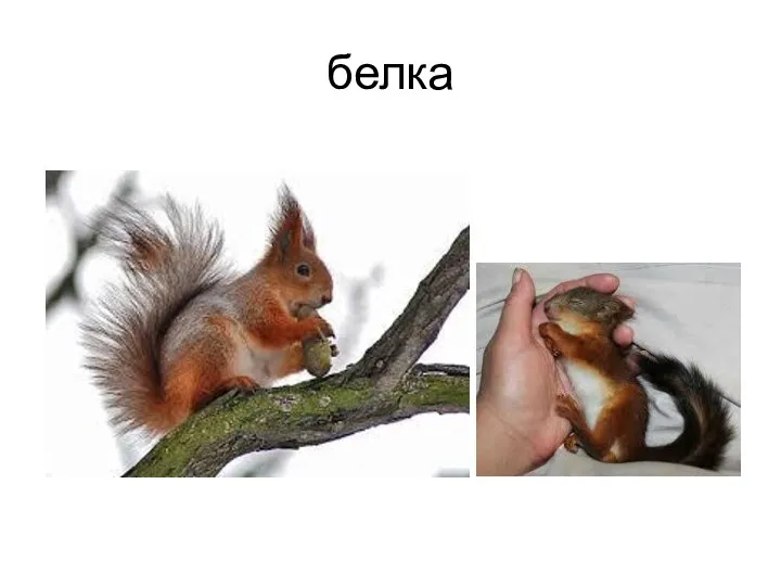 белка