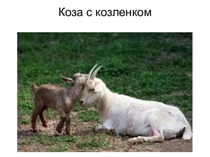 Коза с козленком