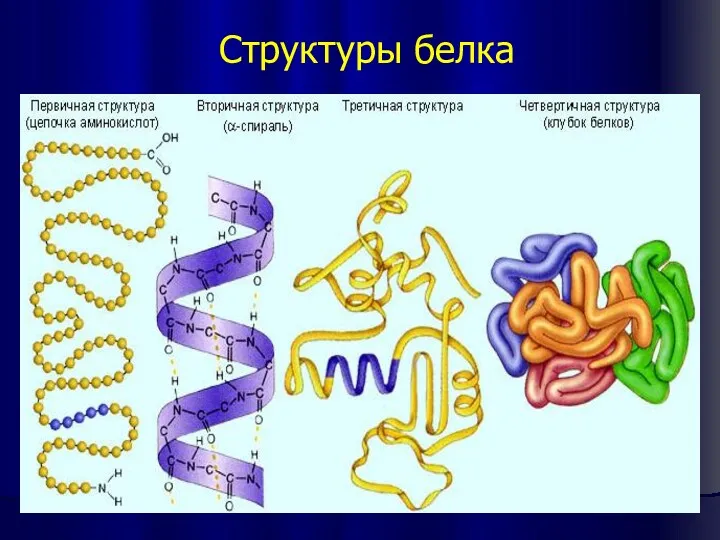 Структуры белка