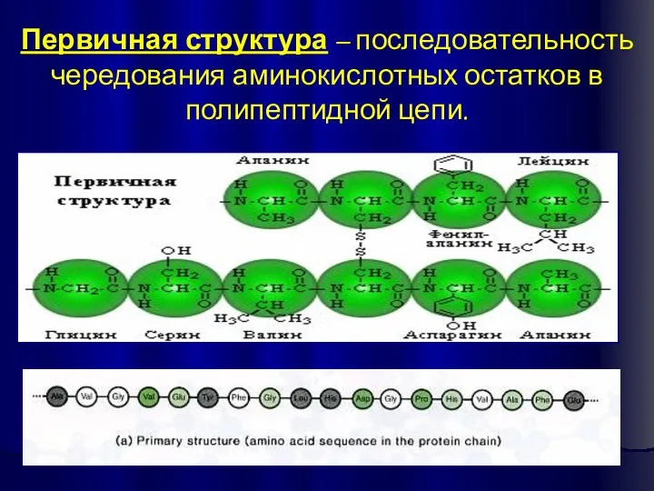 Первичная структура – последовательность чередования аминокислотных остатков в полипептидной цепи.