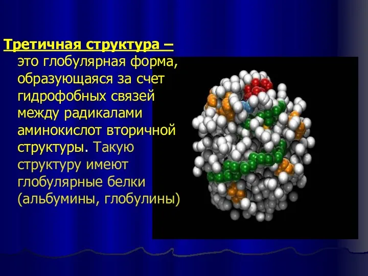 Третичная структура – это глобулярная форма, образующаяся за счет гидрофобных