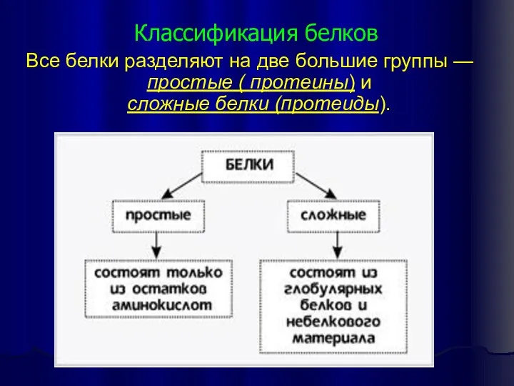 Классификация белков Все белки разделяют на две большие группы —