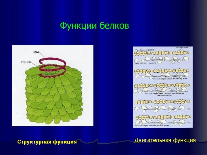 Функции белков Двигательная функция Структурная функция