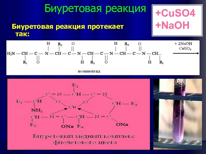 Биуретовая реакция Биуретовая реакция протекает так: +CuSO4 +NaOH