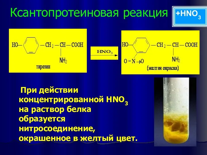 Ксантопротеиновая реакция При действии концентрированной НNО3 на раствор белка образуется нитросоединение, окрашенное в желтый цвет. +HNO3