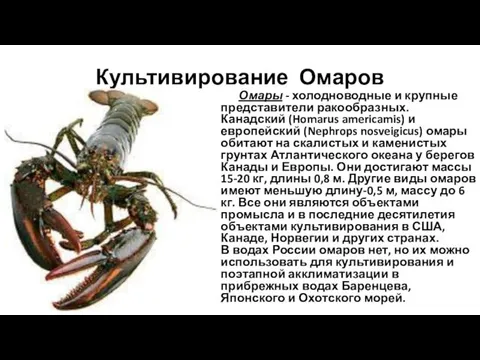 Культивирование Омаров Омары - холодноводные и крупные представители ракообразных. Канадский