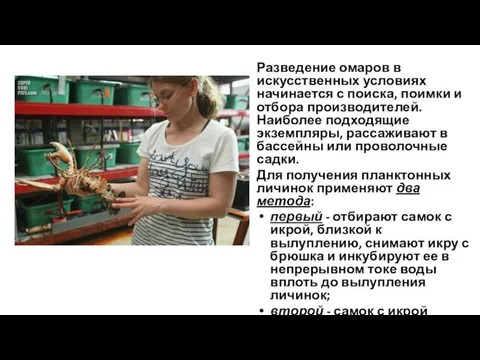 Разведение омаров в искусственных условиях начинается с поиска, поимки и