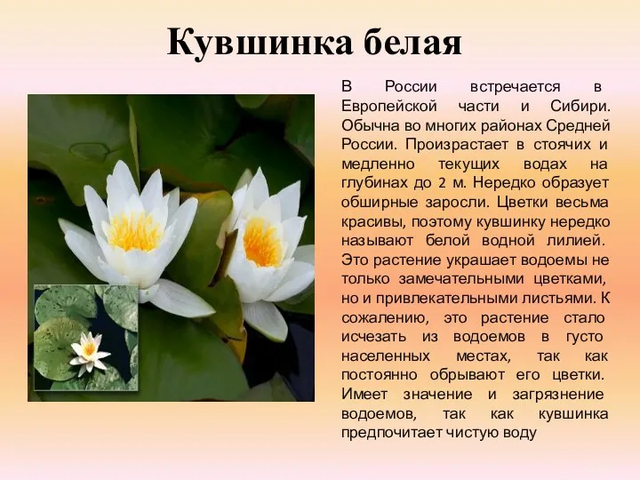 Кувшинка белая В России встречается в Европейской части и Сибири. Обычна во многих