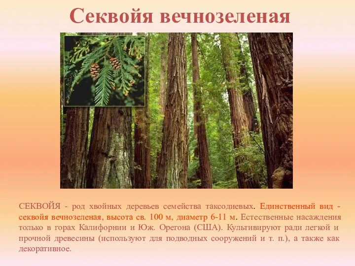 Секвойя вечнозеленая СЕКВОЙЯ - род хвойных деревьев семейства таксодиевых. Единственный вид - секвойя