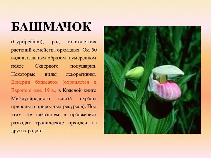 БАШМАЧОК (Cypripedium), род многолетних растений семейства орхидных. Ок. 50 видов, главным образом в
