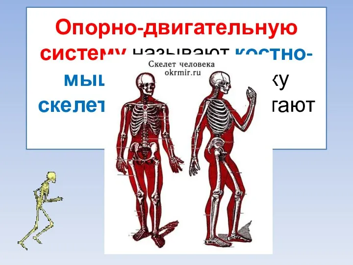 Опорно-двигательную систему называют костно-мышечной, поскольку скелет и мышцы работают согласовано.