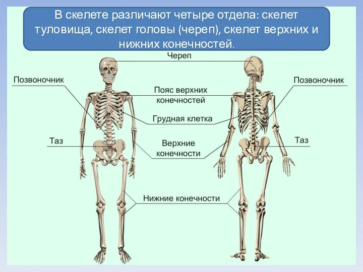 В скелете различают четыре отдела: скелет туловища, скелет головы (череп), скелет верхних и нижних конечностей.