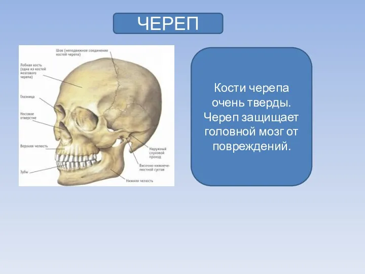 ЧЕРЕП Кости черепа очень тверды. Череп защищает головной мозг от повреждений.