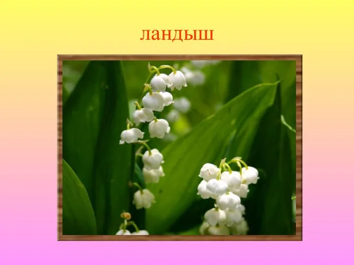 ландыш