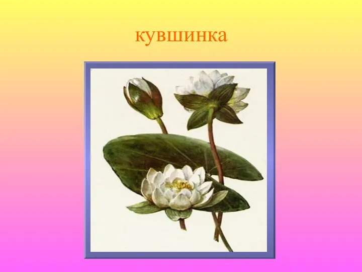 кувшинка